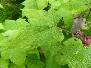 Ronce odorante - Rubus odoratus