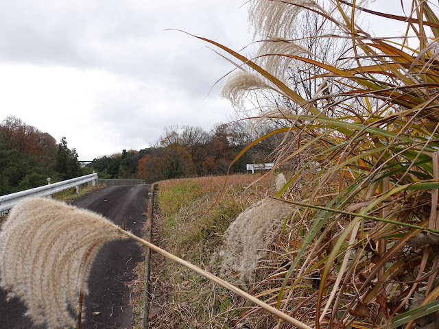 とっとり花回廊の裏の枝道