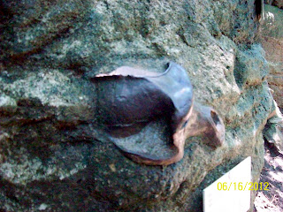 Fossilized Skull at Bronx Zoo