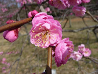 八重のピンクの梅の花