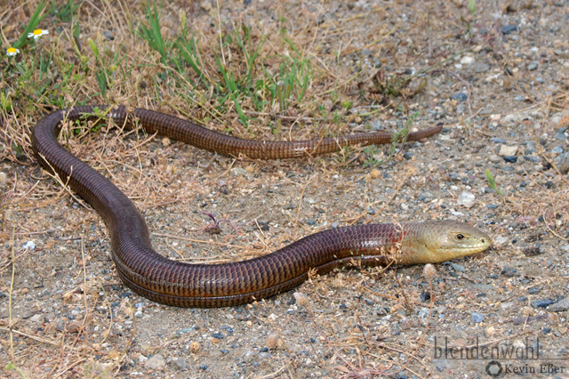 Glass Lizard - Pseudopus apodus