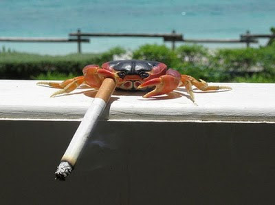 kepiting perokok