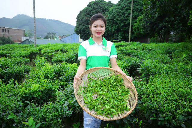 chè Thái Nguyên biếu tặng Tết Ất Mùi 