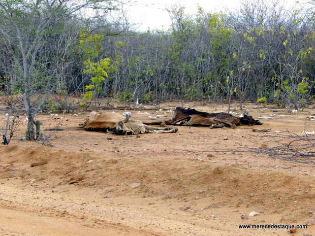 Governo de Pernambuco decreta emergência em 70 municípios por causa da seca