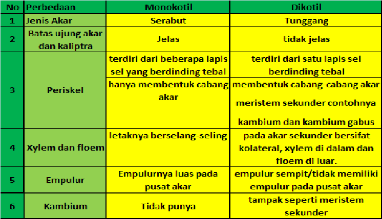 gambar tumbuhan monokotil dan dikotil