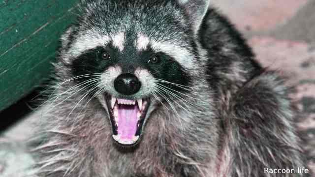 Is a raccoon a predator