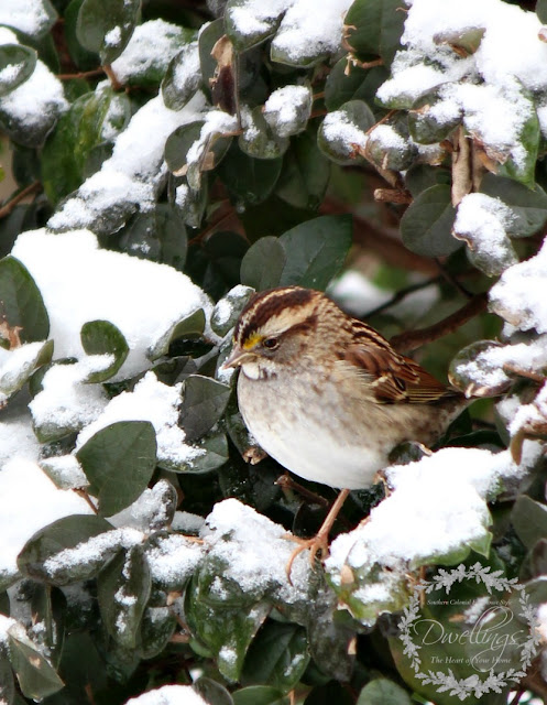 White throated sparrows perching in the loropetalum.