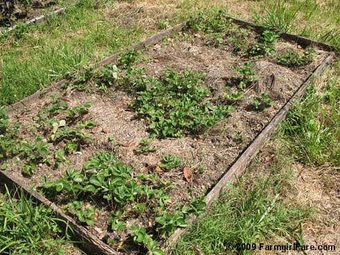 How To Build A Strawberry Bed