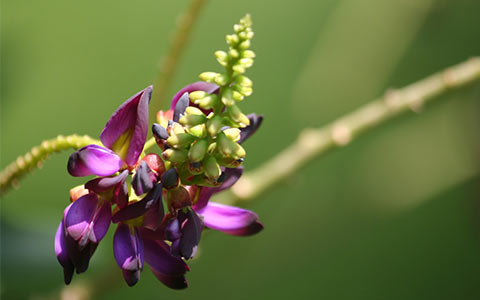 Kudzu flowers are late blooming red to purple clusters that yield flattened seed pods