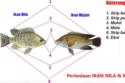 PERBEDAAN IKAN MUJAER DAN IKAN NILA