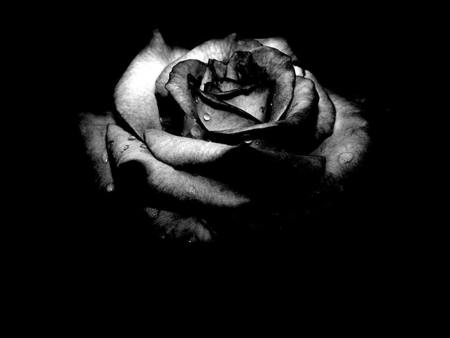 black rose wallpaper