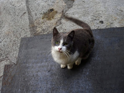 Ένα αξιαγάπητο μουτράκι. Μια αφιέρωση στις γάτες που γυρίζουν στο λαγούμι του Κούνελου