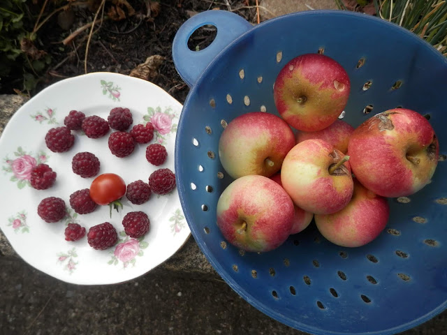 My homegrown harvest, August 2018.  From UK garden blogger secondhandsusie.blogspot.com #gardenharvest #gardenblogger #suburbanpermaculture 