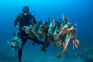 Mengenal Lionfish, Ikan Perusak Ekosistem Terumbu Karang