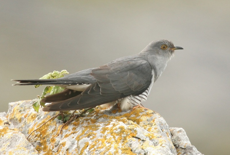 Cuckoo Bird, Birds