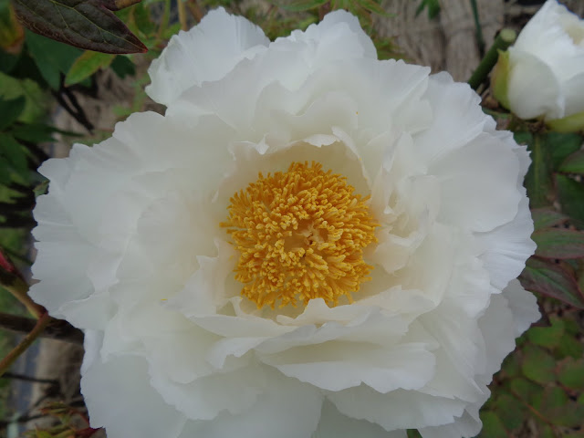 燕趙園の牡丹の花