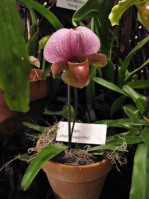 Grow and care Paphiopedilum charlesworthii orchid - The Charlesworth Paphiopedilum