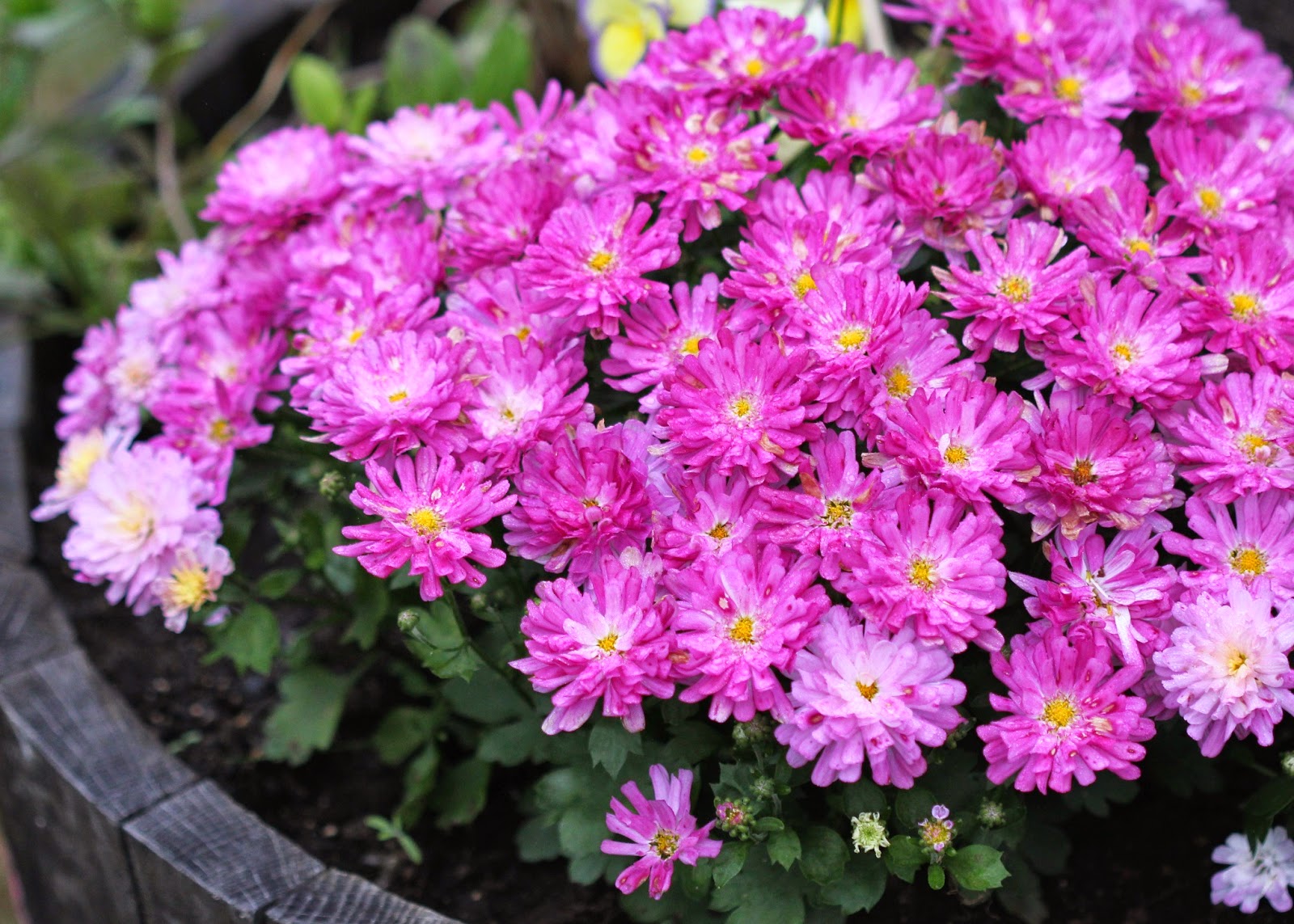  House Garden: The Curious Case of the Color Changing Chrysanthemums