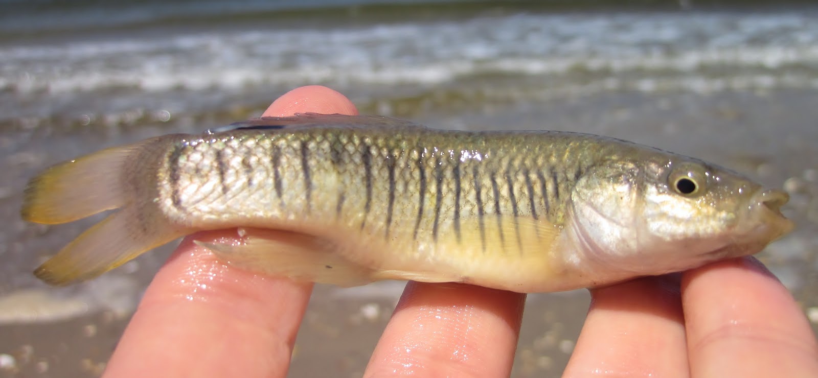 Nature on the Edge of New York City: Killifish don't Kill Fish in