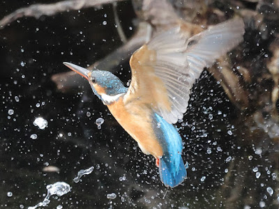 カワセミの水面飛出し1 黒目川 Canon EOS R7にて撮影