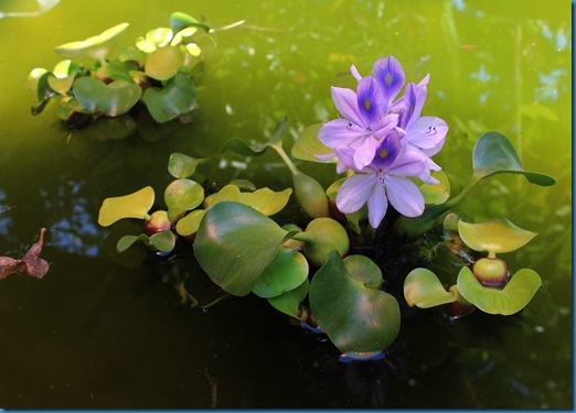 water-hyacinth-989003_1920