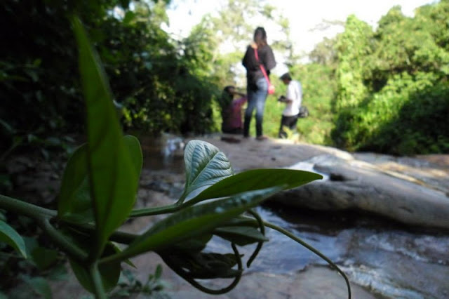 doi suthep-pui national park, national parks in chiang mai, chiang mai national parks, attractions national park in chiang mai, doi suthep-pui, doi suthep-pui mountain