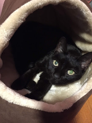 Cute black cat in fuzzy bed cave