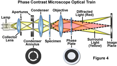Optical path of phase contrast microscope