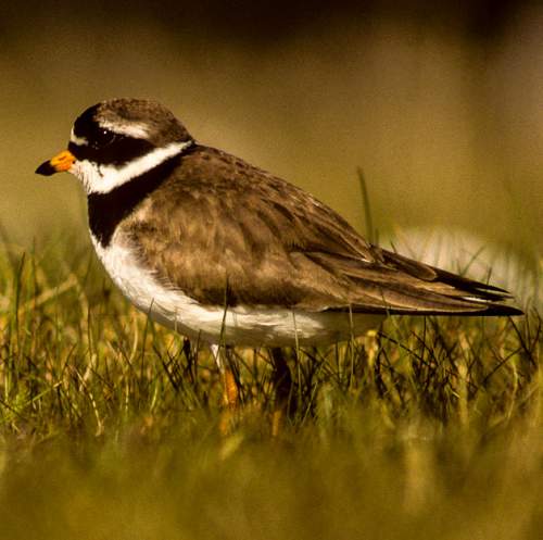 Charadrius hiaticula