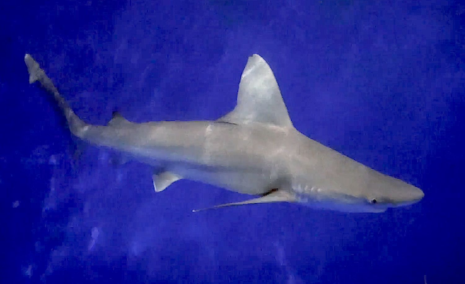 Aquarium Movies Japan Archive 生きている魚図鑑 メジロザメ Sandbar Shark Carcharhinus Plumbeus Aquarium Movies Japan Archive 生きている魚図鑑 メジロザメ Sandbar Shark Carcharhinus Plumbeus