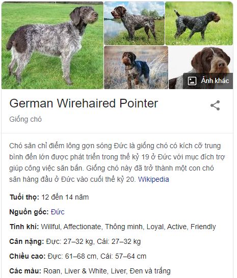 German Wirehaired Pointer