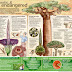 ENDANGERED PLANTS IN INDONESIA