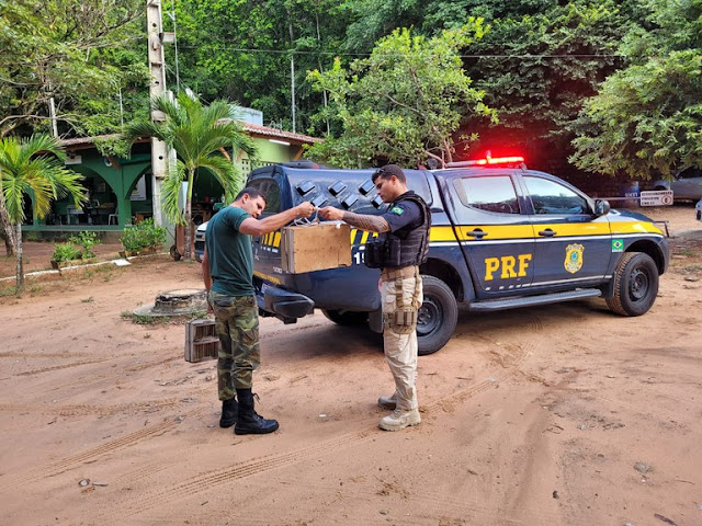 PRF resgata 15 pássaros silvestres e prende homem na BR 304 no RN