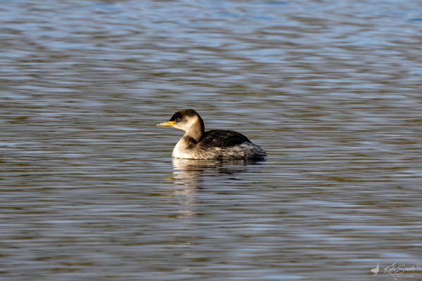 Red-necked grebe