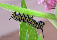 Monarch caterpillar molting, new head now visible - © Denise Motard