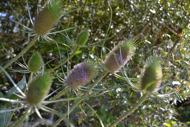 more spines and tiny flowers between