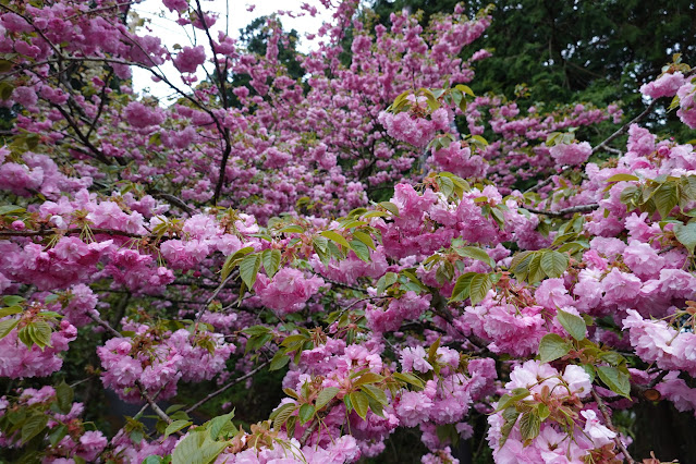 鳥取県西伯郡伯耆町小林 マウンテンストリームきしもと ヤエザクラ（八重桜）