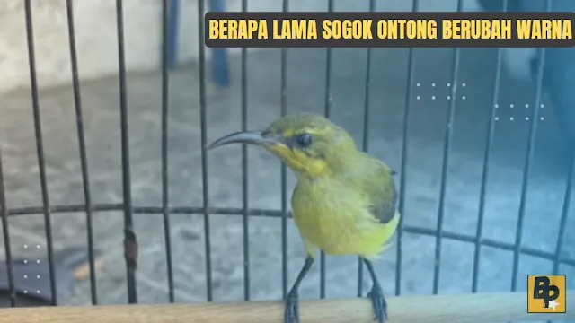 Berapa Lama Sogok Ontong Berubah Warna