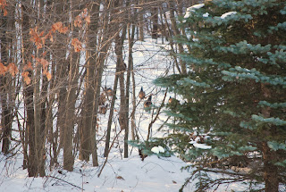 Wild Turkeys march through the woods