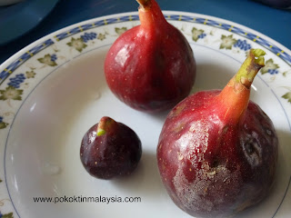 Khasiat buah pokok tin