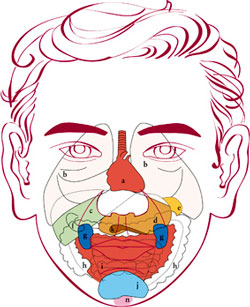 Resultado de imagen para FACIOTERAPIA -DIEN CHAN