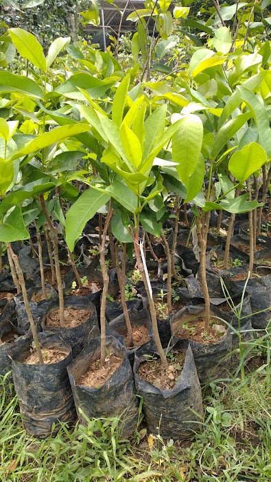 jual bibit jambu kiojok yang baik samarinda Kalimantan Barat