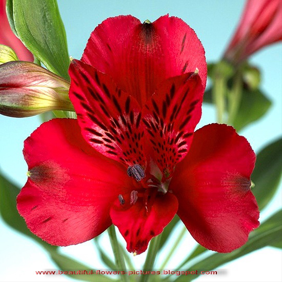 Flowers Pictures: Alstroemeria Flower Pictures