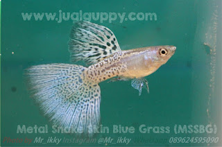 Jual Guppy Blue Grass Snake Skin,  Harga Guppy Blue Grass Snake Skin,  Toko Guppy Blue Grass Snake Skin,  Diskon Guppy Blue Grass Snake Skin,  Beli Guppy Blue Grass Snake Skin,  Review Guppy Blue Grass Snake Skin,  Promo Guppy Blue Grass Snake Skin,  Spesifikasi Guppy Blue Grass Snake Skin,  Guppy Blue Grass Snake Skin Murah,  Guppy Blue Grass Snake Skin Asli,  Guppy Blue Grass Snake Skin Original,  Guppy Blue Grass Snake Skin Jakarta,  Jenis Guppy Blue Grass Snake Skin,  Budidaya Guppy Blue Grass Snake Skin,  Peternak Guppy Blue Grass Snake Skin,  Cara Merawat Guppy Blue Grass Snake Skin,  Tips Merawat Guppy Blue Grass Snake Skin,  Bagaimana cara merawat Guppy Blue Grass Snake Skin,  Bagaimana mengobati Guppy Blue Grass Snake Skin,  Ciri-Ciri Hamil Guppy Blue Grass Snake Skin,  Kandang Guppy Blue Grass Snake Skin,  Ternak Guppy Blue Grass Snake Skin,  Makanan Guppy Blue Grass Snake Skin,  Guppy Blue Grass Snake Skin Termahal,  Adopsi Guppy Blue Grass Snake Skin,  Jual Cepat Guppy Blue Grass Snake Skin,  Kreatif Guppy Blue Grass Snake Skin,  Desain Guppy Blue Grass Snake Skin,  Order Guppy Blue Grass Snake Skin,  Kado Guppy Blue Grass Snake Skin,  Cara Buat Guppy Blue Grass Snake Skin,  Pesan Guppy Blue Grass Snake Skin,  Wisuda Guppy Blue Grass Snake Skin,  Ultah Guppy Blue Grass Snake Skin,  Nikah Guppy Blue Grass Snake Skin,  Wedding Guppy Blue Grass Snake Skin,  Flanel Guppy Blue Grass Snake Skin,  Special Guppy Blue Grass Snake Skin,  Suprise Guppy Blue Grass Snake Skin,  Anniversary Guppy Blue Grass Snake Skin,  Moment Guppy Blue Grass Snake Skin,  Istimewa  Guppy Blue Grass Snake Skin,  Kasih Sayang  Guppy Blue Grass Snake Skin,  Valentine  Guppy Blue Grass Snake Skin,  Tersayang Guppy Blue Grass Snake Skin,  Unik Guppy Blue Grass Snake Skin, 