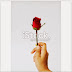 Red rose on hand Isolated on white background - Stock Image