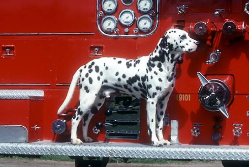 Dalmatians are just a really loyal breed of dog in general. Through 