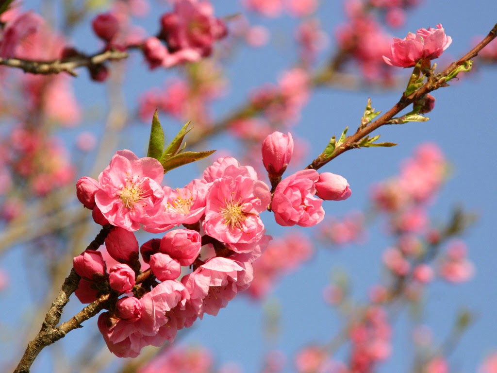 Kumpulan Gambar Bunga Sakura Pilihan, Sangat Cantik dan ...