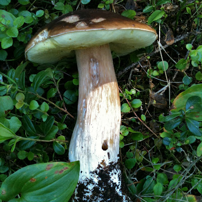 erdei gomba forest mushroom wild foraging