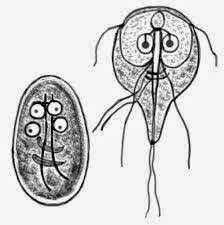 Giardia lamblia