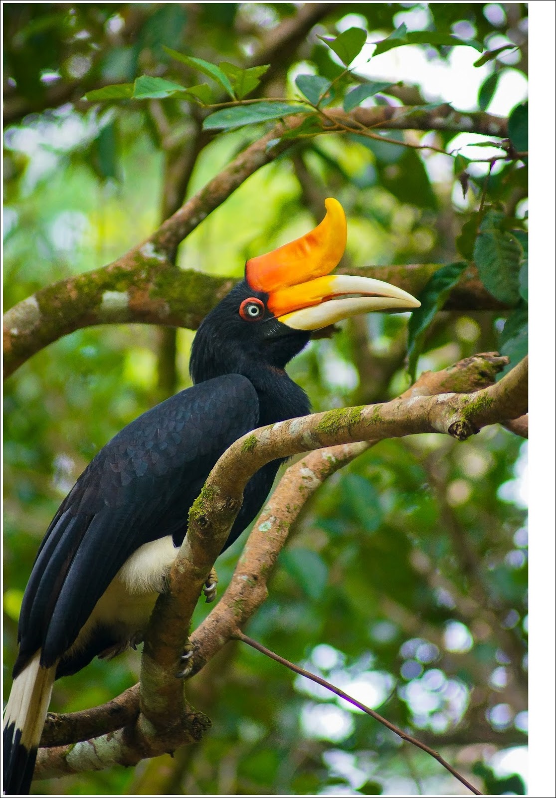 Dunia Binatang  Gambar  Burung  Enggang